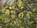 Click image for larger version. 

Name:	SH4697 -1010 27-Dunnock-Prunella_modularis.jpg 
Views:	215 
Size:	325.1 KB 
ID:	16218