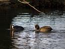 Click image for larger version. 

Name:	SH5284 -1011 10-Coot pair - Fulica_atra.jpg 
Views:	200 
Size:	328.7 KB 
ID:	16302