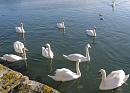 Click image for larger version. 

Name:	Mute Swans 2.JPG 
Views:	247 
Size:	427.9 KB 
ID:	16386