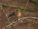 Click image for larger version. 

Name:	chaffinch_PB249228.jpg 
Views:	200 
Size:	54.0 KB 
ID:	16389