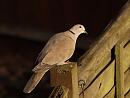 Click image for larger version. 

Name:	collared_dove_PB239078.jpg 
Views:	212 
Size:	221.1 KB 
ID:	16393