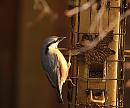 Click image for larger version. 

Name:	nuthatch_PB239055.jpg 
Views:	191 
Size:	178.4 KB 
ID:	16395