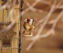 Click image for larger version. 

Name:	goldfinch_PB239081.jpg 
Views:	205 
Size:	80.2 KB 
ID:	16396