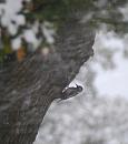 Click image for larger version. 

Name:	12. Great Spotted Woodpecker.JPG 
Views:	215 
Size:	360.6 KB 
ID:	16424