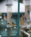 Click image for larger version. 

Name:	15. Finches on feeders.JPG 
Views:	227 
Size:	375.1 KB 
ID:	16427
