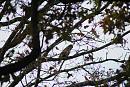 Click image for larger version. 

Name:	1. Buzzard and Magpie in the Oak tree.JPG 
Views:	211 
Size:	571.8 KB 
ID:	16468