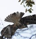 Click image for larger version. 

Name:	5. Buzzard flies off.JPG 
Views:	211 
Size:	319.7 KB 
ID:	16472