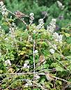 Click image for larger version. 

Name:	Whitethroats at Keyhaven.jpg 
Views:	181 
Size:	427.8 KB 
ID:	16524