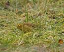 Click image for larger version. 

Name:	yellowhammer_P1010315.jpg 
Views:	236 
Size:	134.3 KB 
ID:	16587