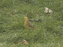Click image for larger version. 

Name:	yellowhammer_PC310266.jpg 
Views:	240 
Size:	150.1 KB 
ID:	16588