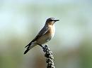 Click image for larger version. 

Name:	wheatear female 2.jpg 
Views:	203 
Size:	295.9 KB 
ID:	1659