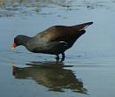 Click image for larger version. 

Name:	Moorhen.jpg 
Views:	333 
Size:	218.2 KB 
ID:	1663