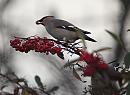 Click image for larger version. 

Name:	waxwing_P1141445.jpg 
Views:	300 
Size:	100.1 KB 
ID:	16642