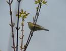 Click image for larger version. 

Name:	willow warbler1.jpg 
Views:	251 
Size:	268.1 KB 
ID:	1666