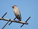 Click image for larger version. 

Name:	waxwing_aerial_P2031823.jpg 
Views:	233 
Size:	78.3 KB 
ID:	16679