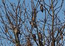Click image for larger version. 

Name:	waxwings_P2031863.jpg 
Views:	239 
Size:	210.8 KB 
ID:	16681