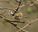 Click image for larger version. 

Name:	goldcrest_P2132172.jpg 
Views:	206 
Size:	87.8 KB 
ID:	16726