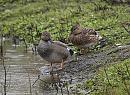 Click image for larger version. 

Name:	pair_of_Gadwall_P2132015.jpg 
Views:	212 
Size:	185.4 KB 
ID:	16728