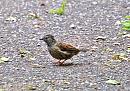 Click image for larger version. 

Name:	Young Dunnock.JPG 
Views:	183 
Size:	191.2 KB 
ID:	1674
