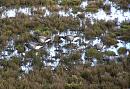 Click image for larger version. 

Name:	2. Brent Geese on the scrape.JPG 
Views:	524 
Size:	588.6 KB 
ID:	16742