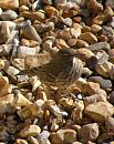 Click image for larger version. 

Name:	Rock Pipit.JPG 
Views:	223 
Size:	559.1 KB 
ID:	16746