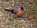 Click image for larger version. 

Name:	bullfinch_P2212251.jpg 
Views:	206 
Size:	140.0 KB 
ID:	16752