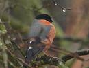 Click image for larger version. 

Name:	bullfinch_P2212295.jpg 
Views:	227 
Size:	91.1 KB 
ID:	16754
