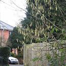 Click image for larger version. 

Name:	Hazel catkins.JPG 
Views:	452 
Size:	324.9 KB 
ID:	16818