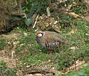 Click image for larger version. 

Name:	Red-legged Partridge (2).JPG 
Views:	226 
Size:	516.0 KB 
ID:	16867