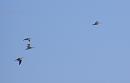 Click image for larger version. 

Name:	Curlews flying down Southampton Water.jpg 
Views:	480 
Size:	103.3 KB 
ID:	16874