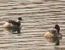 Click image for larger version. 

Name:	black_necked_grebe_P3172908.jpg 
Views:	209 
Size:	99.1 KB 
ID:	16882