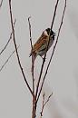 Click image for larger version. 

Name:	reed_bunting_P3172775.jpg 
Views:	176 
Size:	29.0 KB 
ID:	16887