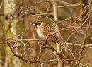 Click image for larger version. 

Name:	reed_bunting_P3172698.jpg 
Views:	196 
Size:	78.4 KB 
ID:	16888