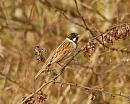 Click image for larger version. 

Name:	reed_bunting_P3172708.jpg 
Views:	193 
Size:	75.1 KB 
ID:	16889