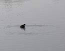 Click image for larger version. 

Name:	LIttle Grebe - big ring.JPG 
Views:	418 
Size:	383.2 KB 
ID:	16929