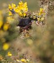 Click image for larger version. 

Name:	Dartford Warbler 1.JPG 
Views:	218 
Size:	424.9 KB 
ID:	16941