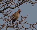 Click image for larger version. 

Name:	waxwing_homecroft_P3243245.jpg 
Views:	218 
Size:	101.1 KB 
ID:	16951