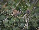 Click image for larger version. 

Name:	SH6989 -1103 13-Dunnock-Prunella_modularis.jpg 
Views:	197 
Size:	311.4 KB 
ID:	16954