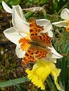 Click image for larger version. 

Name:	Comma Butterfly.jpg 
Views:	185 
Size:	617.4 KB 
ID:	16976