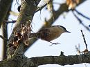 Click image for larger version. 

Name:	Nuthatch_P4103667.jpg 
Views:	188 
Size:	87.6 KB 
ID:	17048