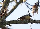 Click image for larger version. 

Name:	Nuthatch_P4103668.jpg 
Views:	202 
Size:	79.6 KB 
ID:	17049
