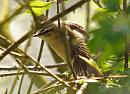 Click image for larger version. 

Name:	sedge_warbler_P4174076.jpg 
Views:	216 
Size:	177.0 KB 
ID:	17090