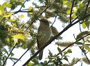 Click image for larger version. 

Name:	sedge_warbler_P4254433.jpg 
Views:	225 
Size:	172.4 KB 
ID:	17144