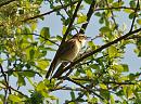 Click image for larger version. 

Name:	sedge_warbler_P4254528.jpg 
Views:	224 
Size:	135.1 KB 
ID:	17147