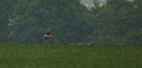 Click image for larger version. 

Name:	Hen_harrier_female_P5025069.jpg 
Views:	228 
Size:	77.8 KB 
ID:	17203