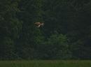 Click image for larger version. 

Name:	Hen_harrier_female_P5025076.jpg 
Views:	217 
Size:	124.3 KB 
ID:	17205
