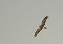 Click image for larger version. 

Name:	Hen_harrier_female_P5025205.jpg 
Views:	222 
Size:	35.8 KB 
ID:	17207