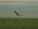 Click image for larger version. 

Name:	Hen_harrier_female_P5025244.jpg 
Views:	244 
Size:	53.9 KB 
ID:	17209