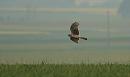 Click image for larger version. 

Name:	Hen_harrier_female_P5025289.jpg 
Views:	213 
Size:	50.5 KB 
ID:	17210