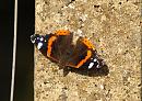 Click image for larger version. 

Name:	Red_admiral_P5025367.jpg 
Views:	229 
Size:	308.6 KB 
ID:	17232